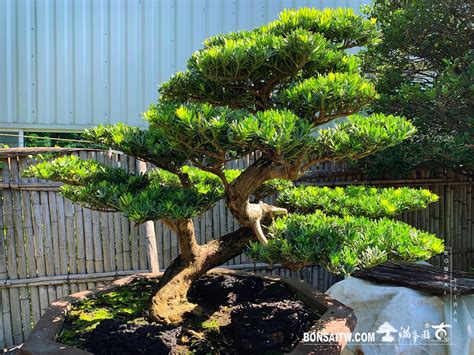 羅漢松庭園樹|探索台南的羅漢松：自然之美與養護妙招 – 植物盆栽綠寶典